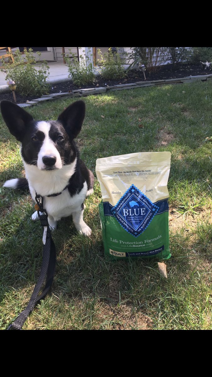 LokiHarper's tweet photo. @bluebuffalo this is my sister Abigail. She loves this blue buffalo food! Our sitter for it for us and it’s the only dry dog food we eat plain every other dog food needs some cheese mixed in for us to eat it all. This food here.... we eat like pigs! https://t.co/BWLLjvRXRc