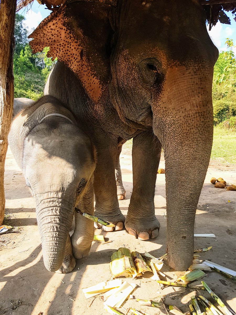 ThePastryFork's tweet photo. Today is #WorldElephantDay

This was my #ElephantDay in January..

#KarenTribe
#Thailand https://t.co/nOkJmePlV0