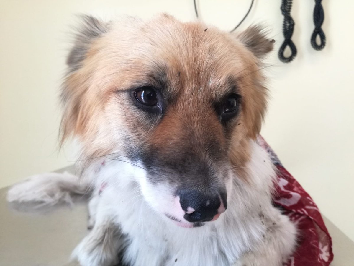 francycognato's tweet photo. #12agosto 
ABBANDONO DEL GIORNO
#ferragosto si avvicina e il cane si scarica sul ciglio di una provinciale!Così si può partire x il mare!😡😡
Simil volpino di 6 kg,ritrovato in ipertermia e coperto di parassiti,portato prontamente in clinica dove è ricoverato sotto osservazione https://t.co/gzWh4kbid5