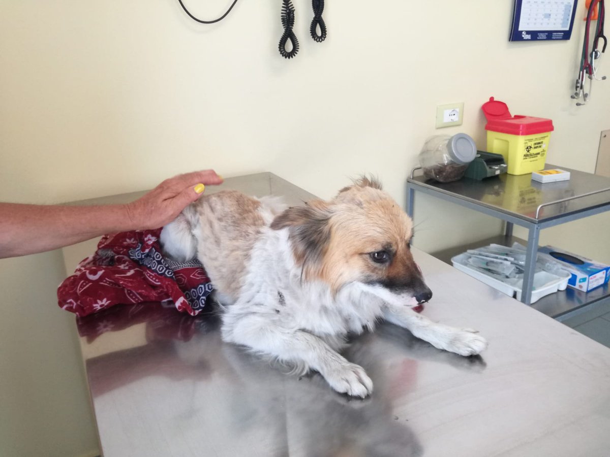francycognato's tweet photo. #12agosto 
ABBANDONO DEL GIORNO
#ferragosto si avvicina e il cane si scarica sul ciglio di una provinciale!Così si può partire x il mare!😡😡
Simil volpino di 6 kg,ritrovato in ipertermia e coperto di parassiti,portato prontamente in clinica dove è ricoverato sotto osservazione https://t.co/gzWh4kbid5