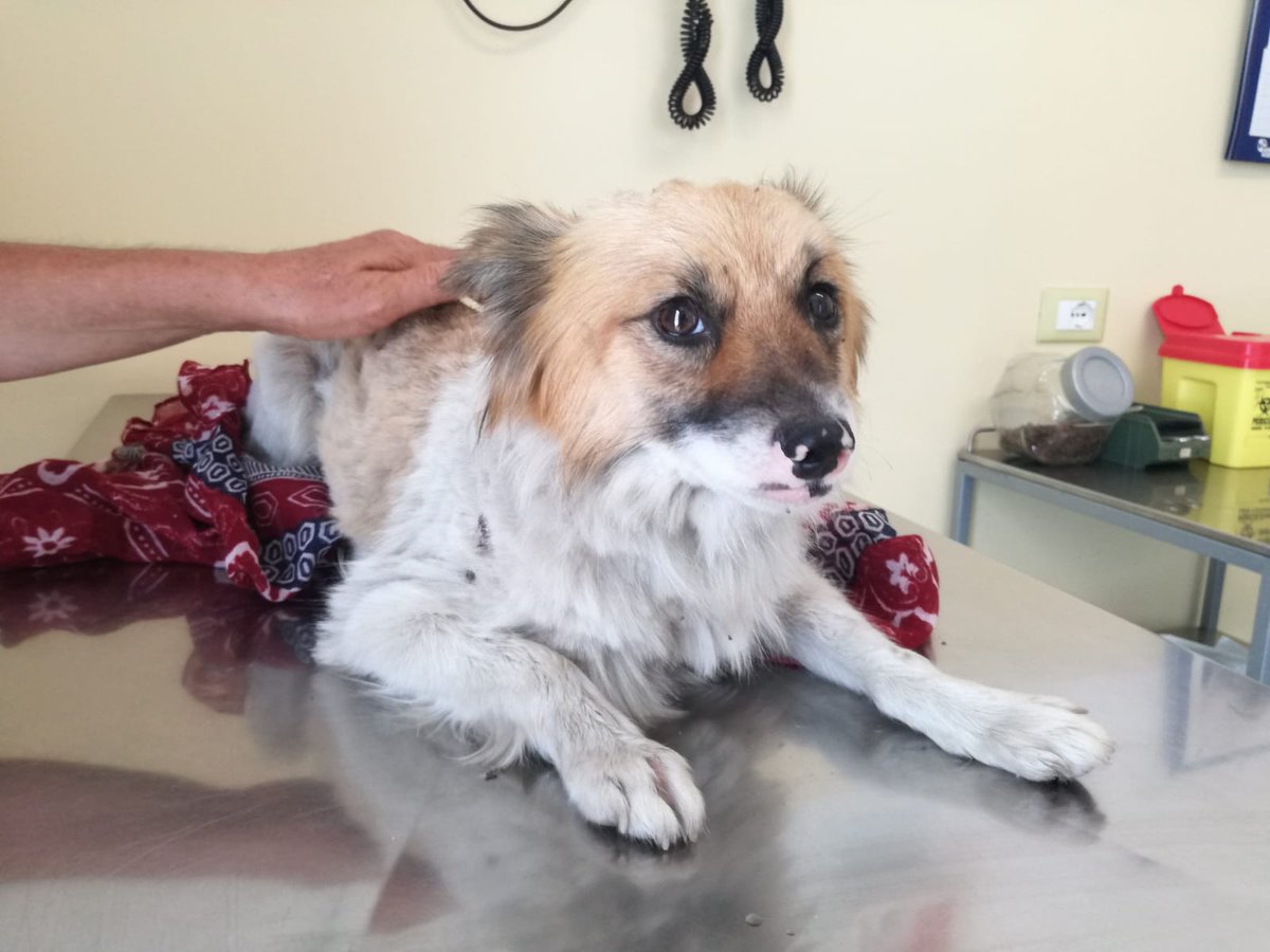 francycognato's tweet photo. #12agosto 
ABBANDONO DEL GIORNO
#ferragosto si avvicina e il cane si scarica sul ciglio di una provinciale!Così si può partire x il mare!😡😡
Simil volpino di 6 kg,ritrovato in ipertermia e coperto di parassiti,portato prontamente in clinica dove è ricoverato sotto osservazione https://t.co/gzWh4kbid5