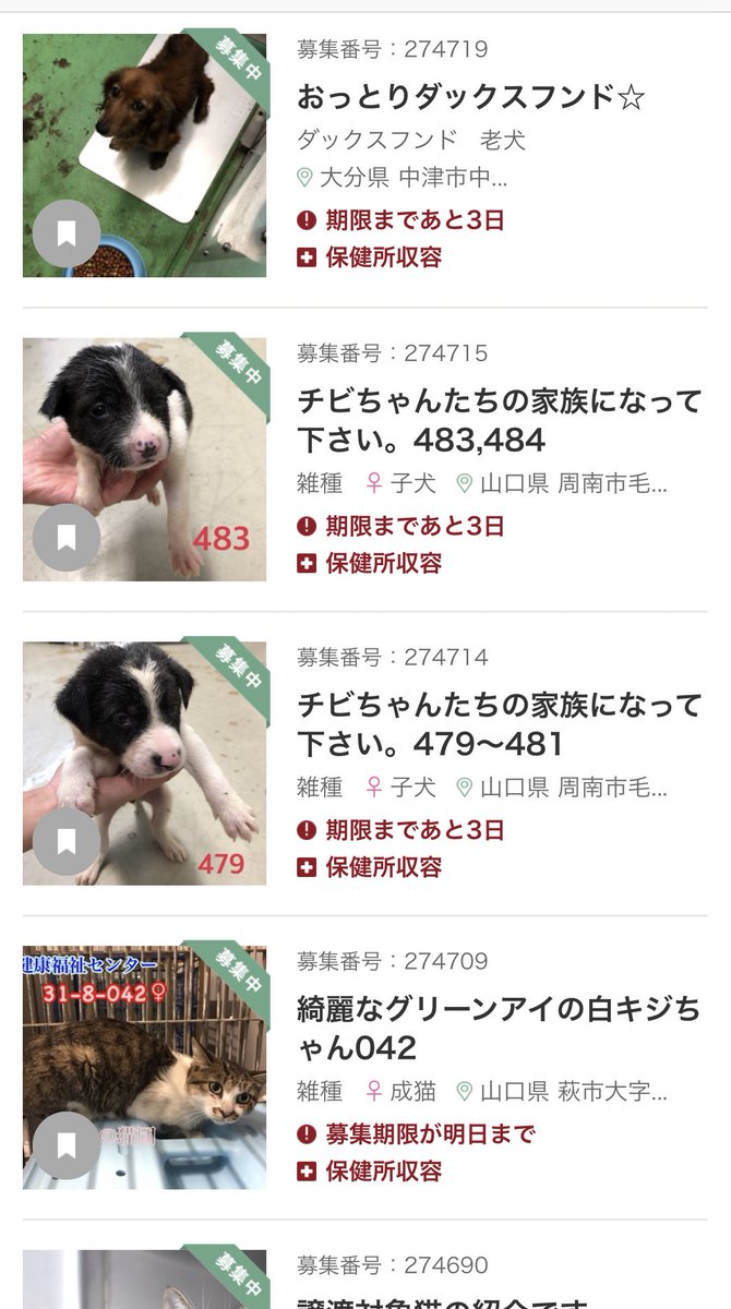 t_junchannel's tweet photo. この「ペットのおうち」ってサイト、全国の保健所にいる里親募集中のわんちゃんや猫ちゃん達と収容期限が載ってるから、ペットショップに足を運ぶ前に見てほしい。この猛暑の中エアコンの効きも悪い環境でみんな頑張って生きてます。1匹でも多くの命を助けたい。#拡散希望
https://t.co/YhRkbEGatP https://t.co/69rIiLrVVg