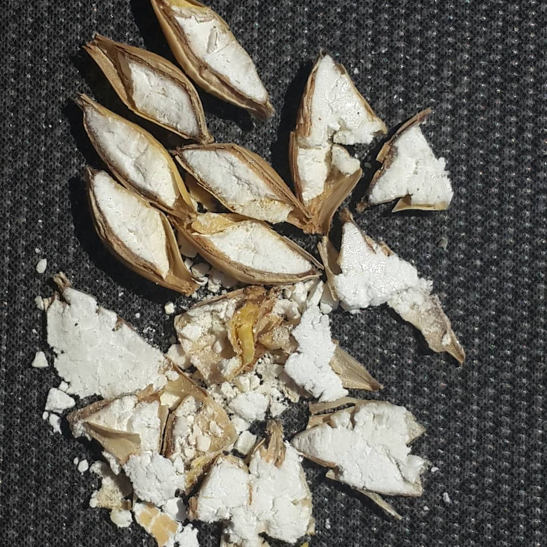 Ben neye bakıyorum serisinde bugün: Tam dönüşmüş arpa maltı tanelerinin makro görüntüsü. Doğal enzimler bu nişasta depolarını maya tarafından fermente edilebilir şekere dönüştürecek. Sonra mı? Vur patlasın, çal oynasın 🍻😃🍺