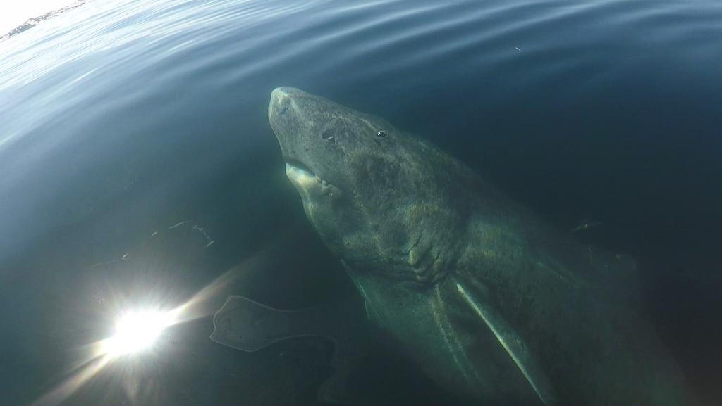 Акулы ледовитого океана. Гренландская Полярная акула. 392-Летняя гренландская Полярная акула. Гренландская акула 512 лет. Гренландская Полярная акула Возраст.