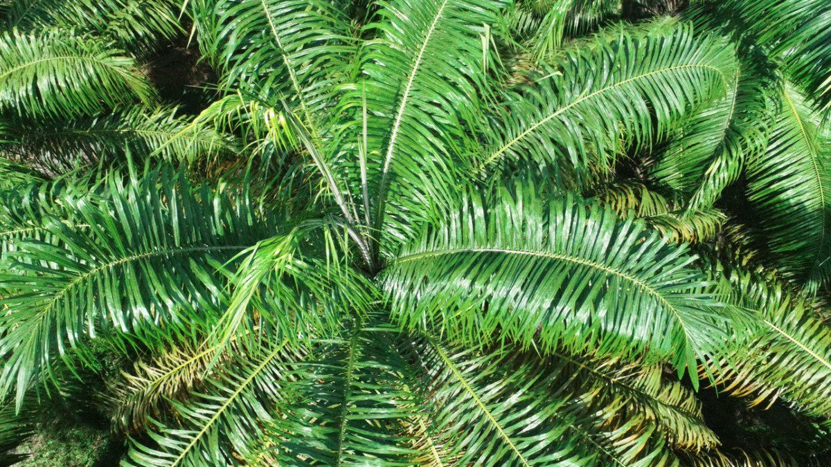 Elaeis guineensis Jacq. Agricultura de precisión. Uso del dron para evaluar cogollo en la palma. #PalmaAceitera