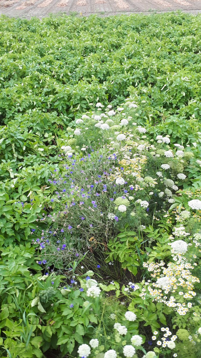 StratenAp's tweet photo. Was een leuk project, banker plants langs het perceel en hopperplants erin. Vandaag laatste luizen- en vijanden telling met Cleide van bejo zaden https://t.co/mqXIonj9Vx