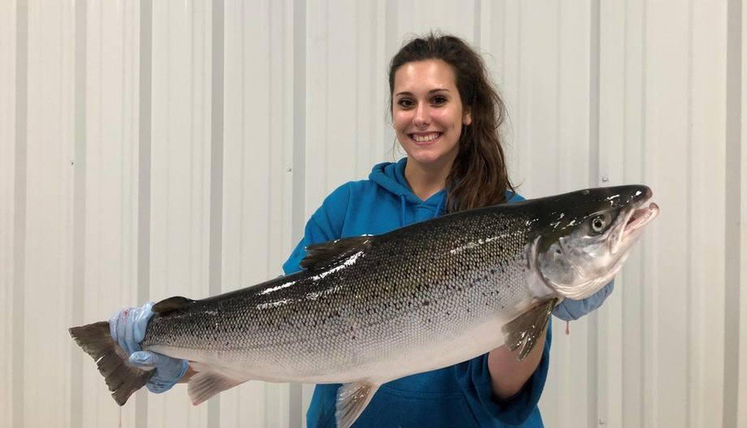 SkrettingNA's tweet photo. Congratulations to Superior Fresh on producing high quality Atlantic Salmon in their aquaponics system! Check out the article with their whopping fish 🐟 
https://t.co/tTvLxxpnUG
#OrganicFeed #SkrettibgNorthAmerica #FeedingTheFuture https://t.co/URgJefBCl6