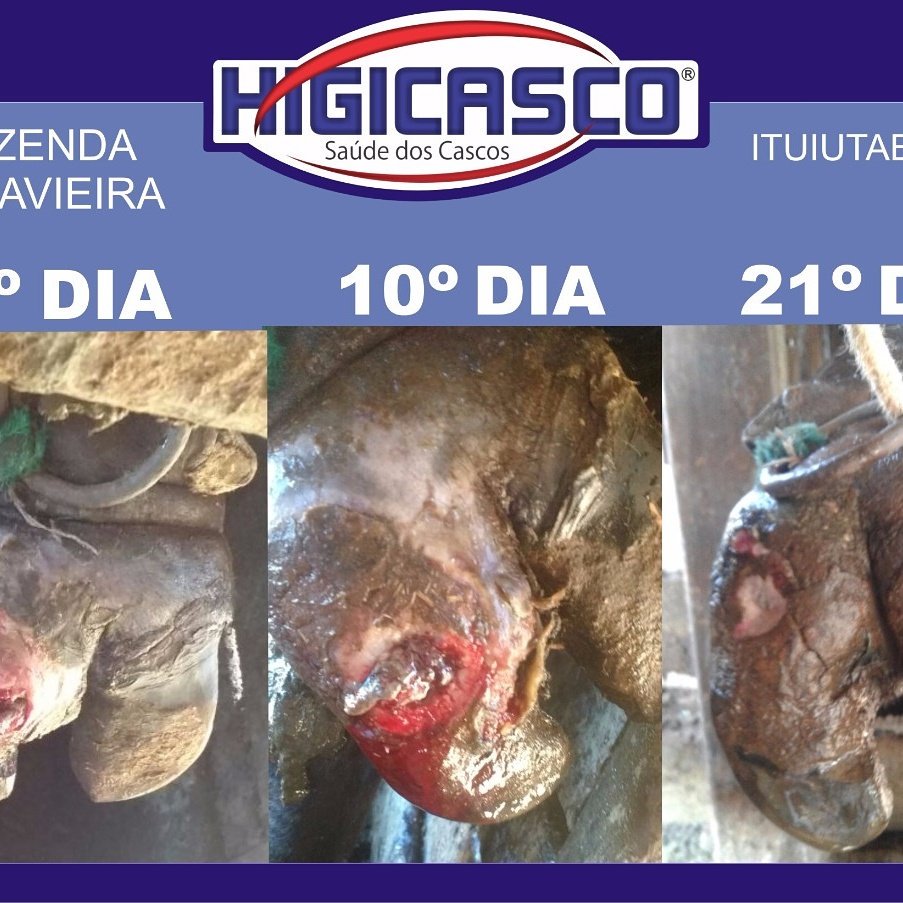 Claudio Vitorino Consultoria Pecuária tweet media