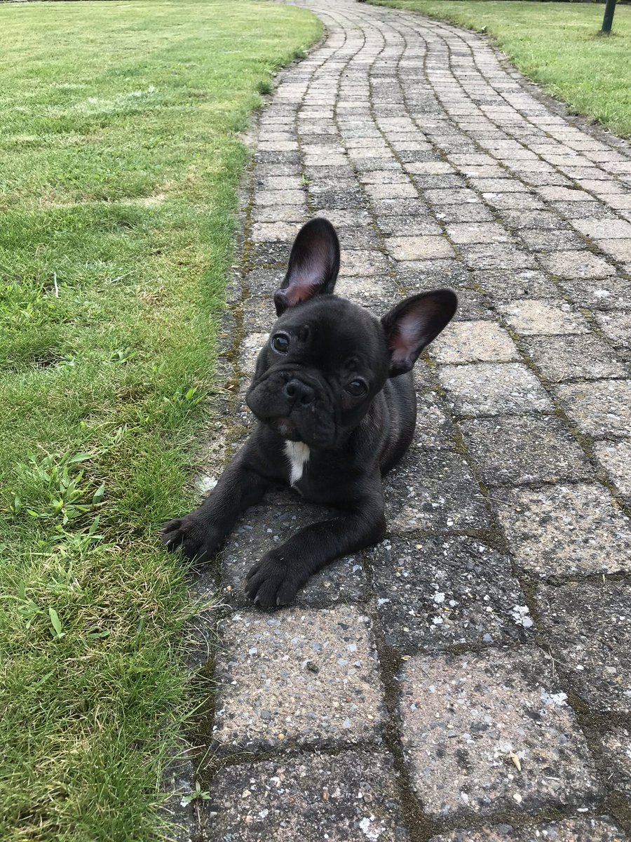 EmilyHostens's tweet photo. Soms lieve Camille, soms kleine duivel https://t.co/AEXDl3yvdT