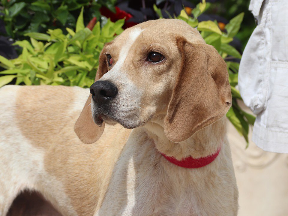 Humane Society of Missouri on Twitter "Did you catch Payne on