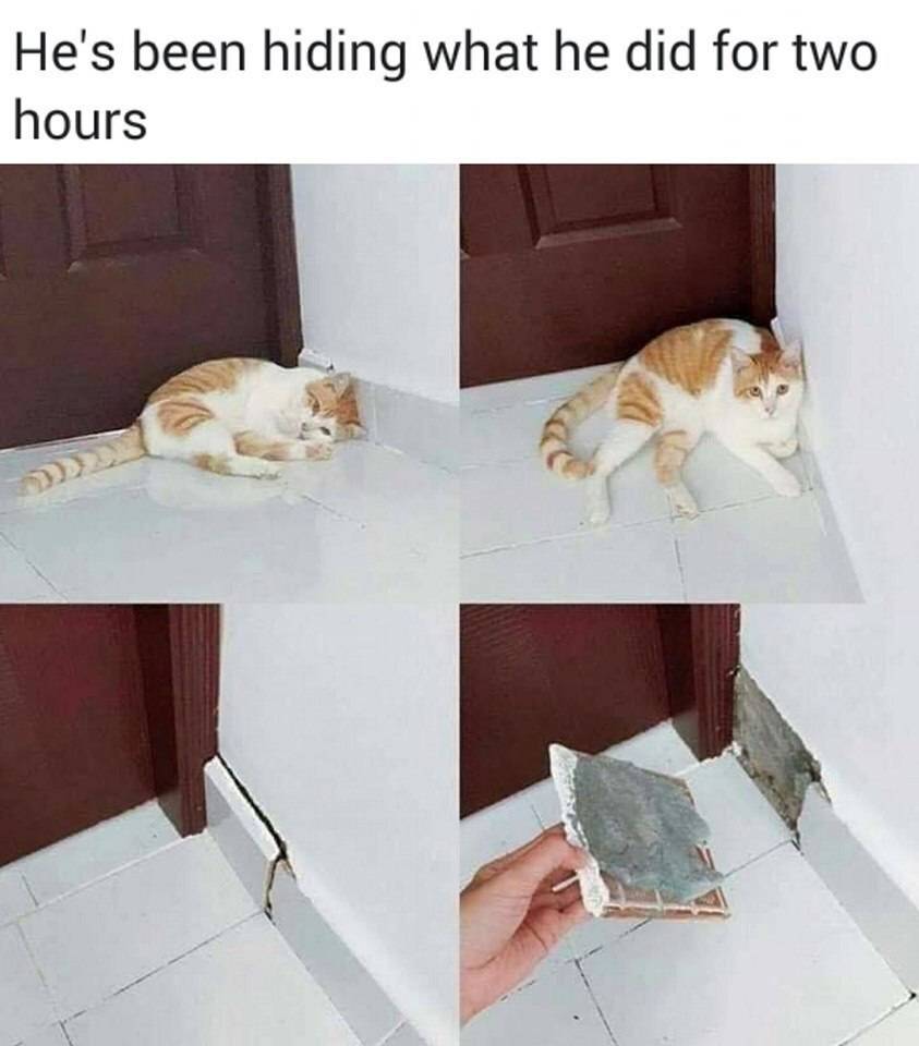 TileLines's tweet image. Why, Tile Cat, why? 🐱 #mememonday #mondayfunday #tilecat #cat #tile