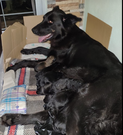En pocos días vamos a estar dando en adopción estos hermosos cachorros. La mamá es Pastor Alemán cruza con Labrador y el papá Pastor Alemán cruza con Cimarrón.

Ayudennos con un rt para conseguirle un hogar a los chiquitos. 🐶❤️