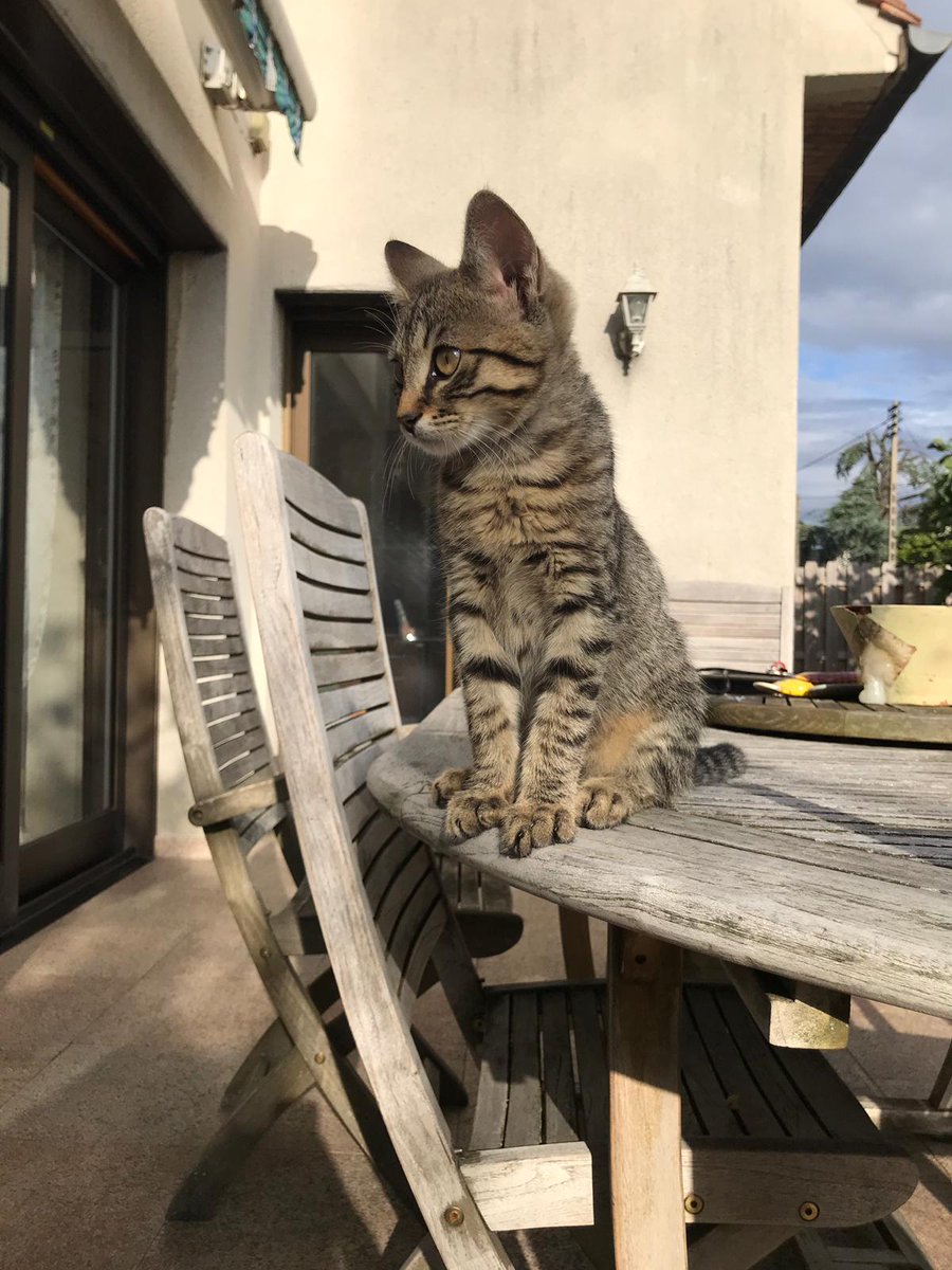 asso_pepito's tweet photo. URGENT
Une femelle a mis bas chez une dame.
Elle garde la maman mais souhaite faire adopter les 2 bébés.
Don libre pour l'adoption.
Ce sont 2 mâles de 3 mois très câlins. Ils sont proche d'Orly dans le 94.
Merci de RT https://t.co/ePqHTPf6BA