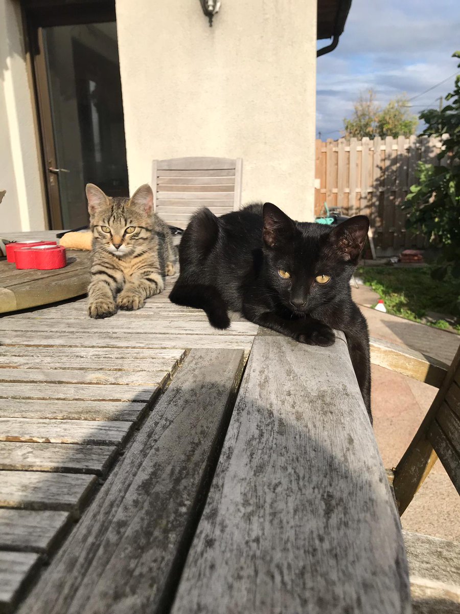 asso_pepito's tweet photo. URGENT
Une femelle a mis bas chez une dame.
Elle garde la maman mais souhaite faire adopter les 2 bébés.
Don libre pour l'adoption.
Ce sont 2 mâles de 3 mois très câlins. Ils sont proche d'Orly dans le 94.
Merci de RT https://t.co/ePqHTPf6BA