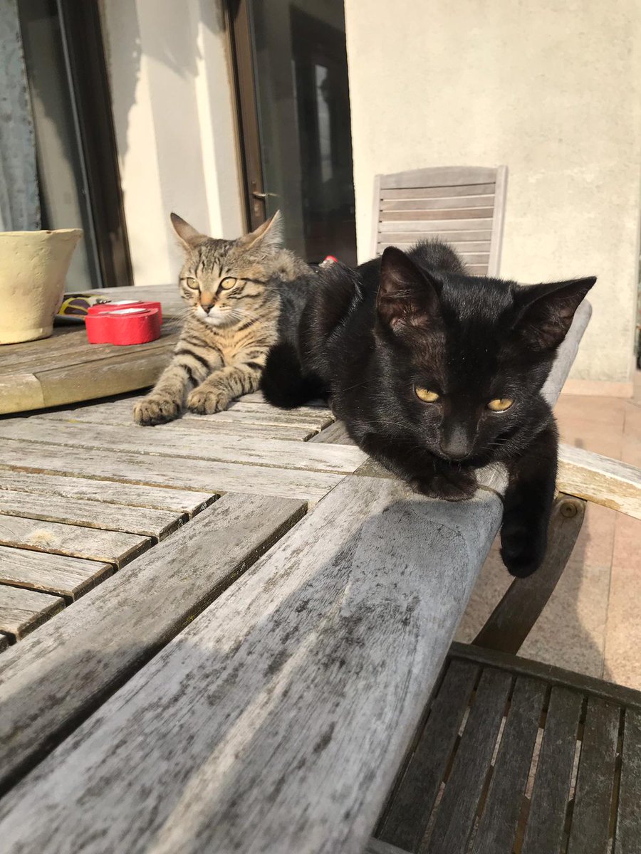 asso_pepito's tweet photo. URGENT
Une femelle a mis bas chez une dame.
Elle garde la maman mais souhaite faire adopter les 2 bébés.
Don libre pour l'adoption.
Ce sont 2 mâles de 3 mois très câlins. Ils sont proche d'Orly dans le 94.
Merci de RT https://t.co/ePqHTPf6BA