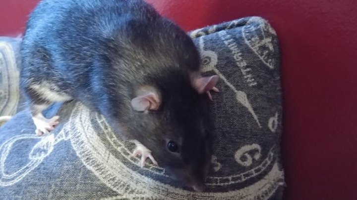 Meet Ratman and Gilbert, two neutered males who would love to give you some kisses! They will be at our Adoption Open House in Lexington MA on 8/24. Make sure you put your application in by this Saturday if you'd like a chance to meet them! bit.ly/2M2R2T5