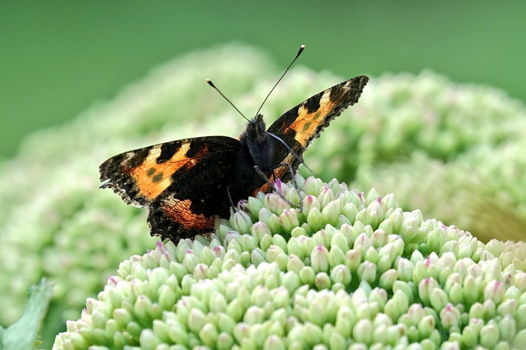 Butterfly_pics's tweet photo. One from the #garden for a #WexMondays - #smalltortoiseshell #butterfly trying to feed on #sedum #flowers proving how attractive they are to #Butterflies @TheMontyDon @GWandShows @GWmag @savebutterflies even when not fully out 👍 https://t.co/o7PfRyq1AY
