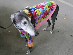 NeuroHounds's tweet photo. Could a greyhound be a piece in the complex #neurorehab puzzle? 

#neurohounds https://t.co/PMtrsiijD7