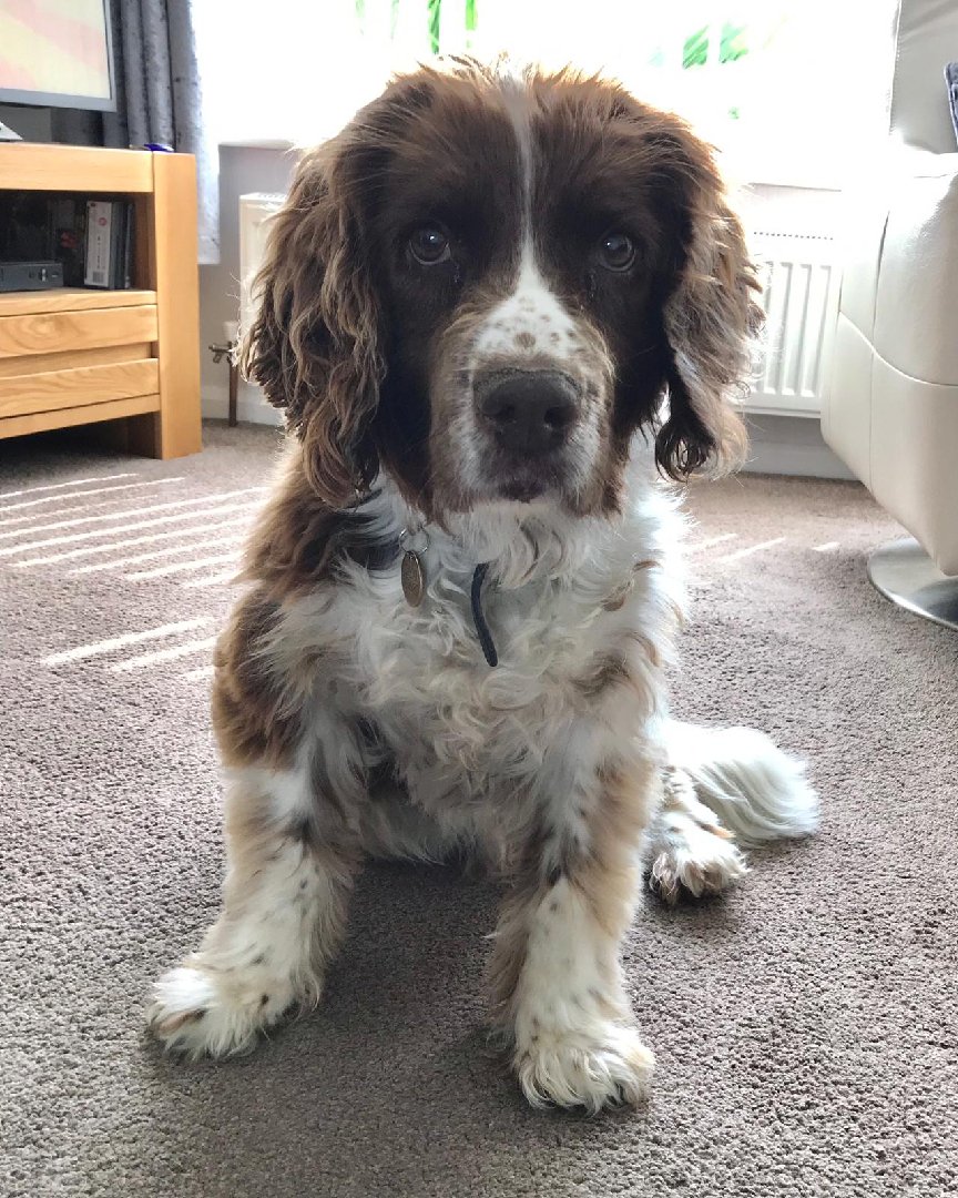 Mersey Police Dogs tweet media