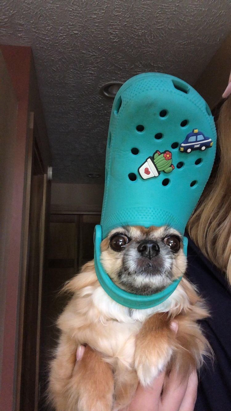 Dogs With Crocs (@DogsCrocs) / Twitter