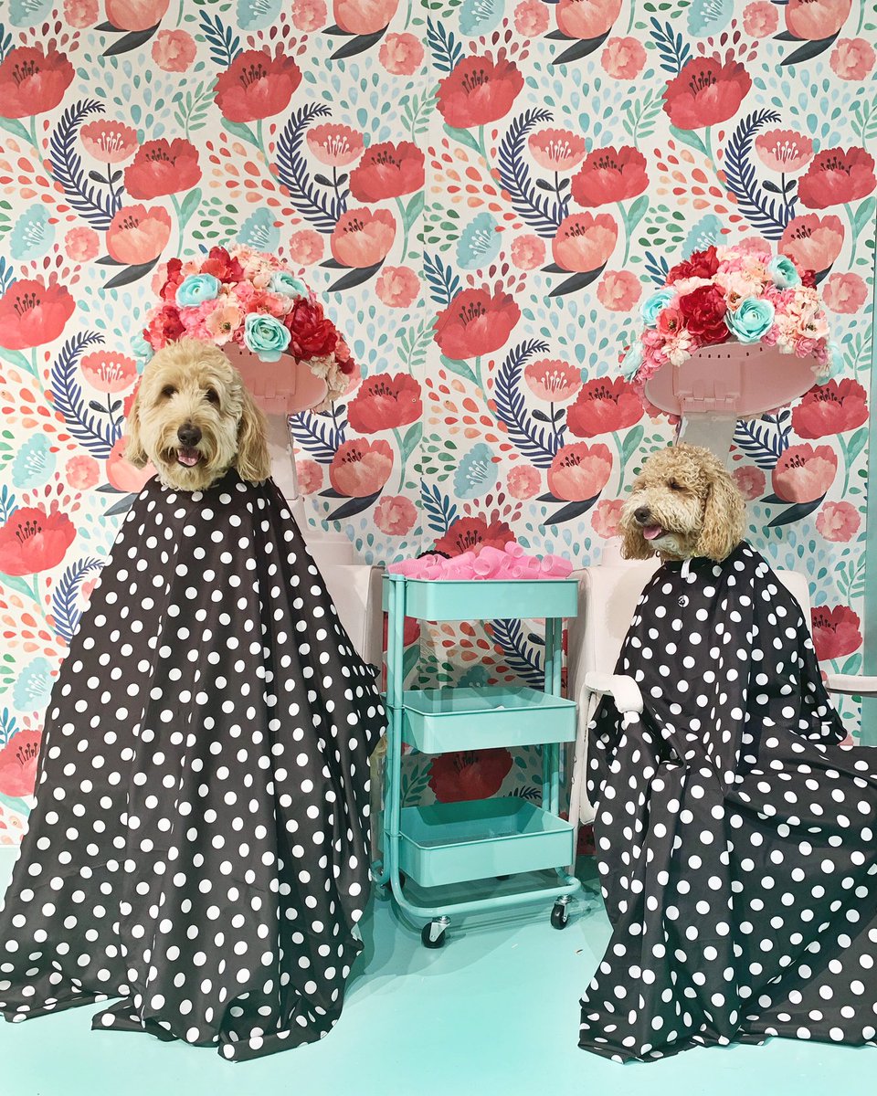 NelsonTheDoodle's tweet photo. #FancyFresh https://t.co/leq5uomyzb