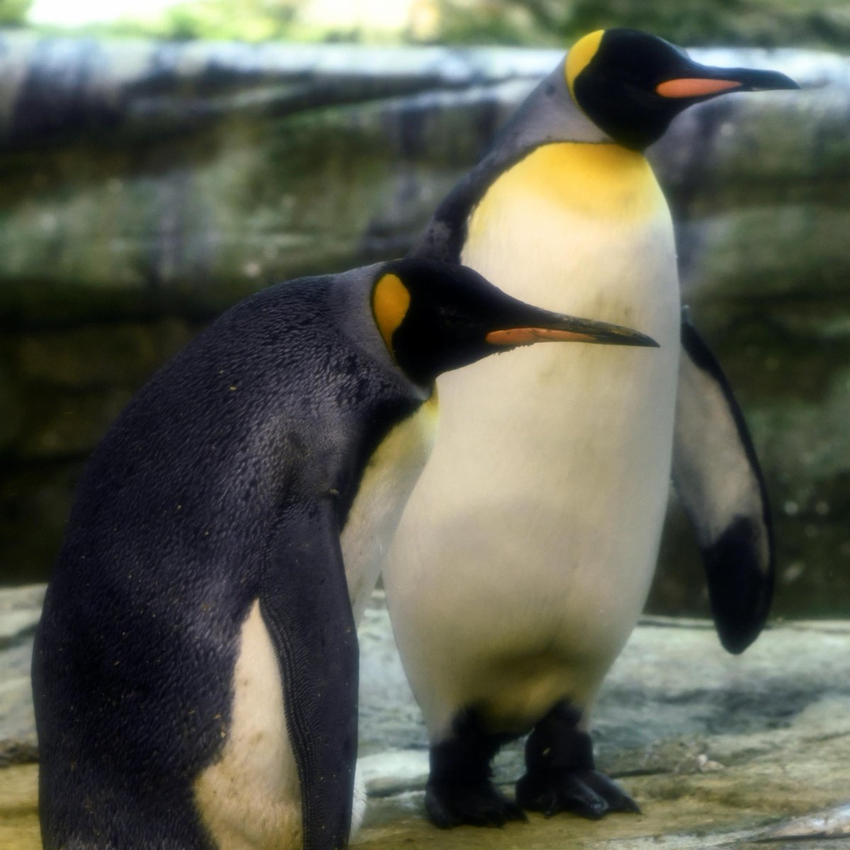 ajplus's tweet photo. A same-sex penguin couple at Berlin Zoo, who always wanted to become parents, have adopted an abandoned egg, says the zoo. 

Skipper &amp; Ping had shown their instincts as nurturers by trying to hatch stones and fish. The males are now caring for the egg in "exemplary manner." https://t.co/c87NbMGyik