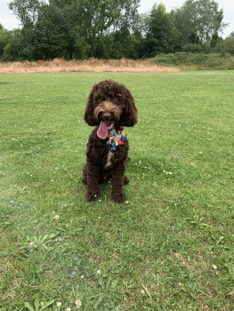millypod1's tweet photo. π07 Aug 2019. COCO
#STILLMISSING #Lost #ScanMe LEAD ATTACHED
YOUNG Chocolate Brown Cockerpoo Female
#CoalpitHeath South #Gloucestershire #BS36
https://t.co/hIUMulGGLM https://t.co/Hm7wom1j4E