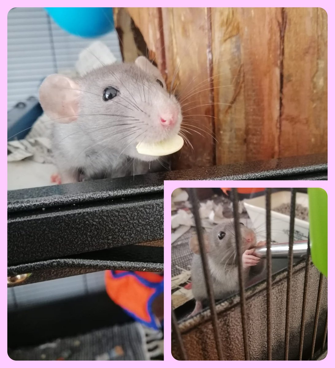claudiabuchhaas's tweet photo. Cuteness overload β€οΈππ₯° Two of our three sweet babies. #ratsaremypets #rats #ratsforlife https://t.co/4gtlwufc8L