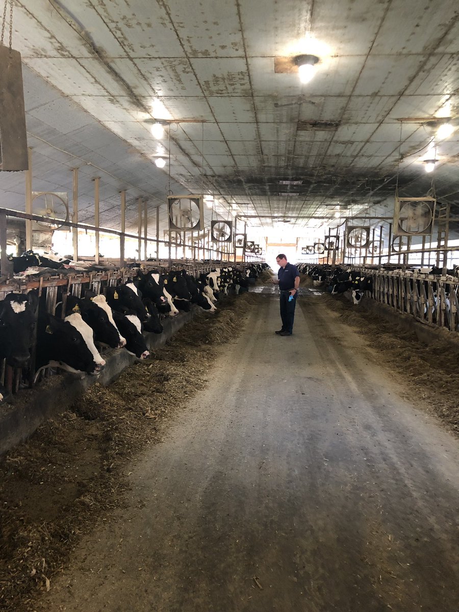 Ted Koehler @tedkoehler68 analyzing Enogen Feed in NY #makingmilk #EnogenFeed