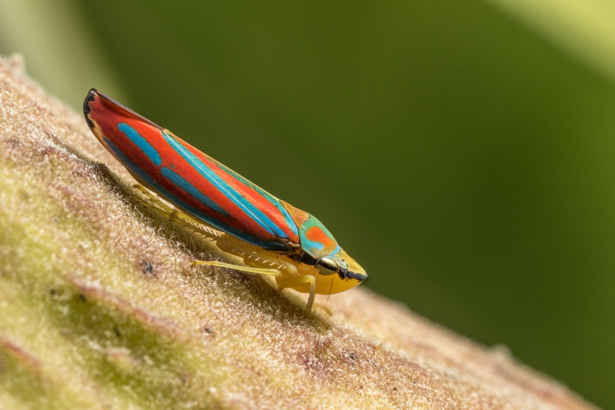 Another upload to <a href="/unsplash/">Unsplash</a>: bit.ly/2Z1HHBc (Leafhopper, Graphocephala Coccinea) - hopefully the community finds some good uses for these little guys, I had a blast capturing them!