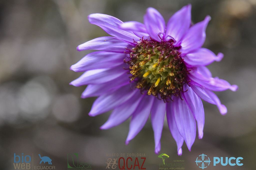 bioweb9's tweet photo. La especie del día. El senecio es una hierba que crece en el pajonal como dentro de los bosques. Las corolas de sus flores presentan una distintiva coloración moradorrojiza. #Senecio #formosus. Napo, Oyacachi. Foto: D. Carate.
Más en: https://t.co/XUHa7A6N3C
#plants #conservation https://t.co/9R94nwD985