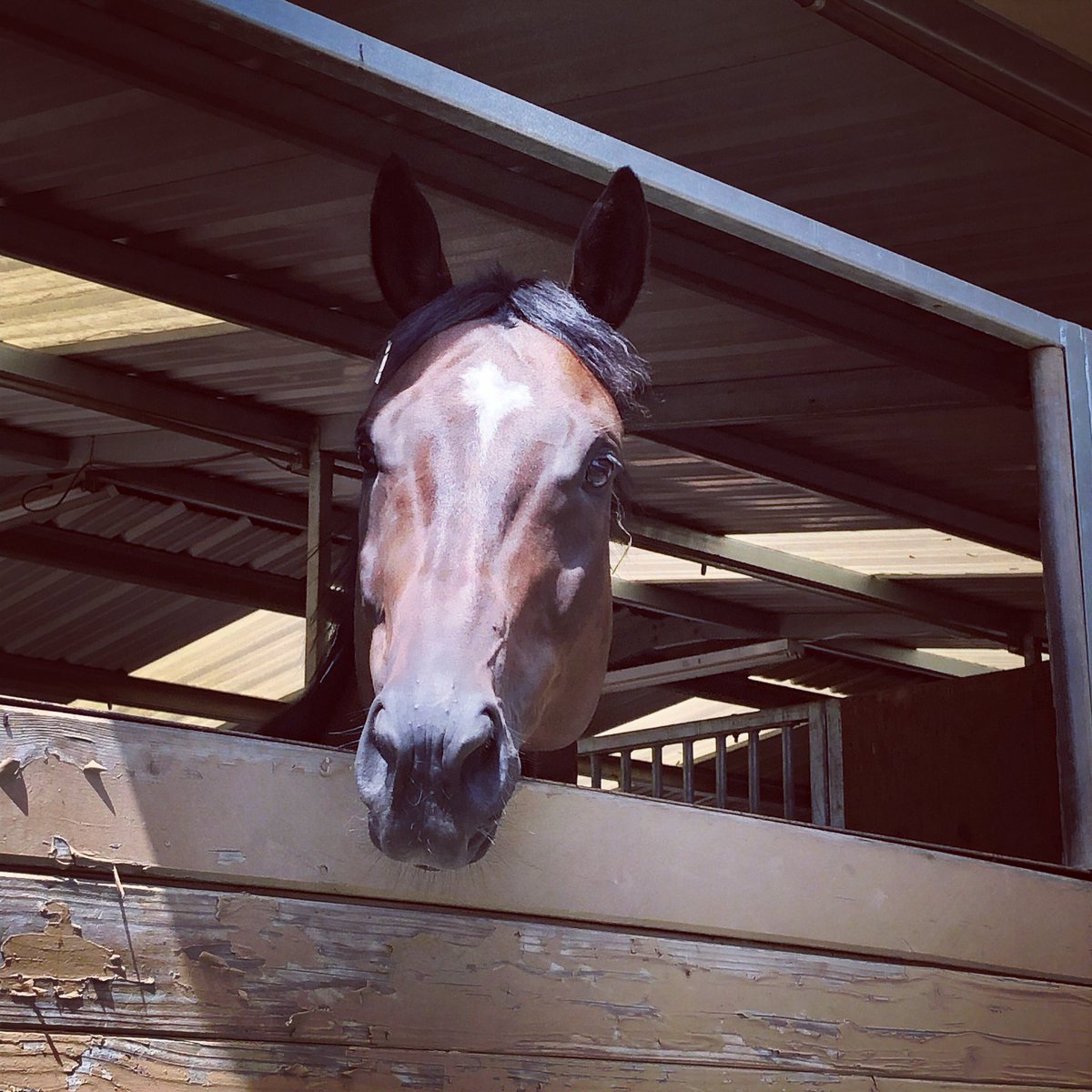 jacqbartel's tweet photo. I donβt usually buy lunch from Starbucks, but I needed to give Chief his ulcer meds this AM and his cookies are packed in my show trunk. I couldnβt bear to forego the treat he expects so I bought this and gave him half the carrots and apples. #HorseOwnerProblems #Spoiled https://t.co/ZCrLV4yQ0j