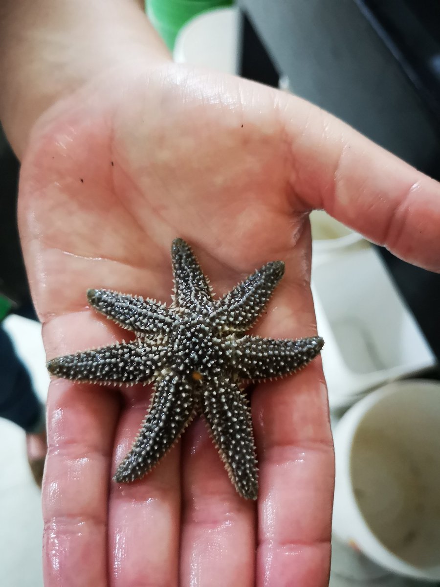 HuntsmanMarine's tweet photo. Sometimes we see 1 extra arm but not 2! Supposed to have 5 arms but has 7! #oops #seastar #echinoderm #regenerationgonewrong @echinoblog https://t.co/5IauZ00d68