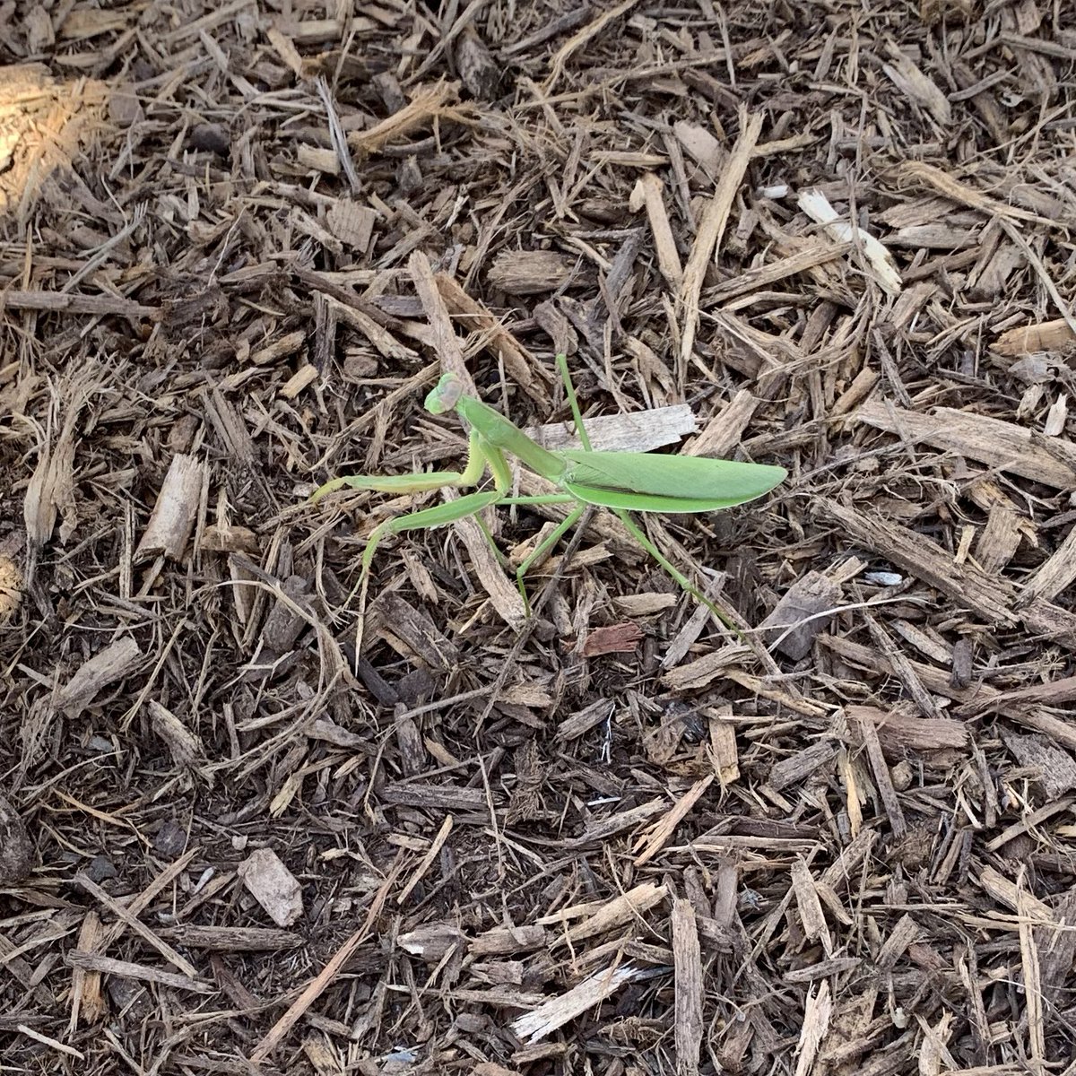 MrsSanchezCFES's tweet photo. My class loved observing the giant  praying mantis at recess today! @CedarForestES #wolfpride #firstday2019SCPS https://t.co/rcmFikN1bp