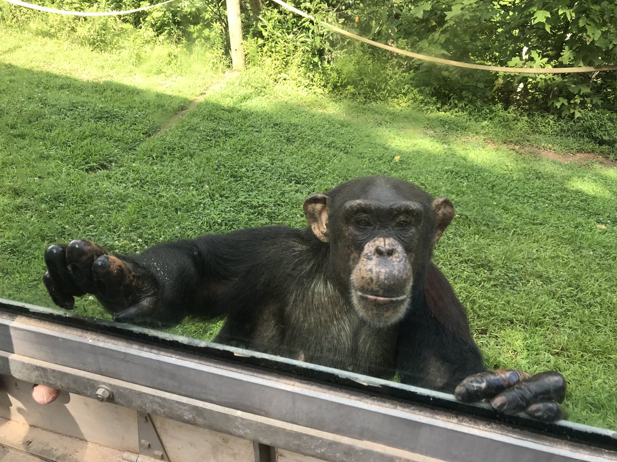 projectchimps's tweet photo. Buttercup likes to check out visitors to the sanctuary at the habitat viewing windows. In sanctuary, former research chimpanzees have the choice of whether they want to be seen or hide. You can visit & help the chimps: https://t.co/yJ1iK5USNw
#ButtercupChimp #travelexperience https://t.co/hYZkoB72fc