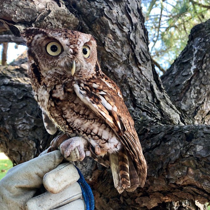 Join us and @Wild_Ontario on Friday August 16th, 2019 at 1 pm for a live-animal show, showcasing live birds-of-prey, such as Newton, the Eastern Screech-Owl. Photo credits: Wild Ontario