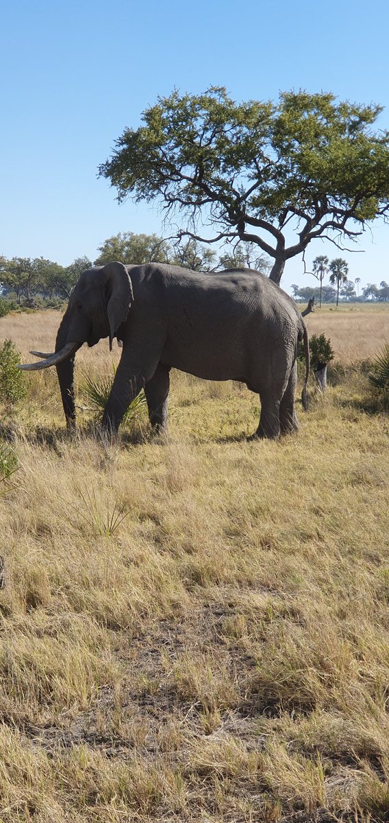 RoyalDickie's tweet photo. Remembering #WorldElephantDay - seen many of these beautiful animals in their natural bush habitat. More recently at #Macatoo @AfricanHorsebackSafaris #Botswana, where we watched for ages from a distance https://t.co/kuWTuNkbZW