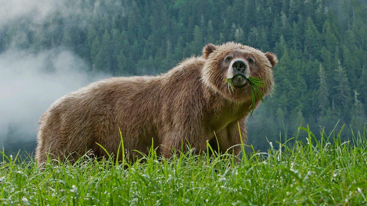 New Regulation Requires All Protected Species To Be Actively Looking For New Habitat In Order To Receive Funding trib.al/xuSKJ1o