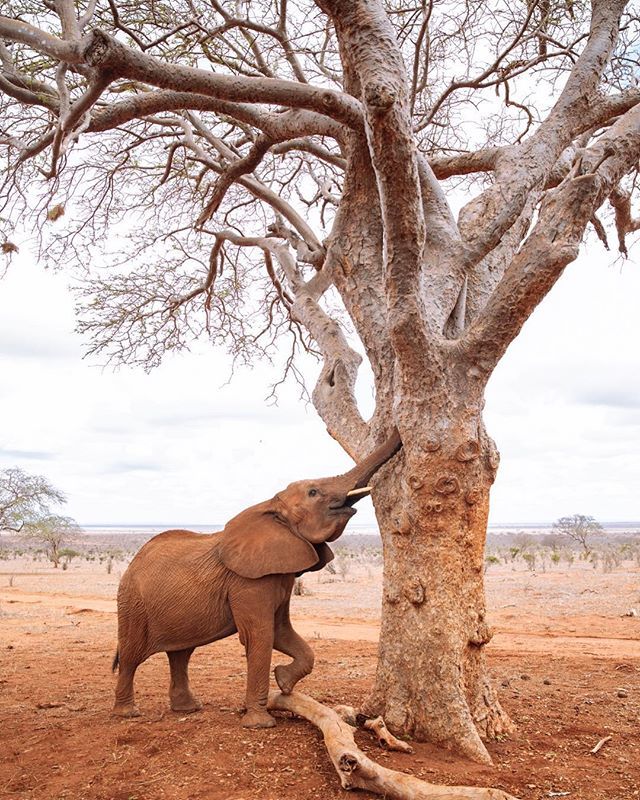 Happy #worldelephantday to these amazing animals 💛🐘 We are so privileged to be able to share this planet with them.
•
#SWT #DSWT #earthoutdoors #gritandvirtue #seekmoments #moodcollectors #africalove #passionpassport #in2nature #alifeofintention #thi… ift.tt/2ONCoRJ
