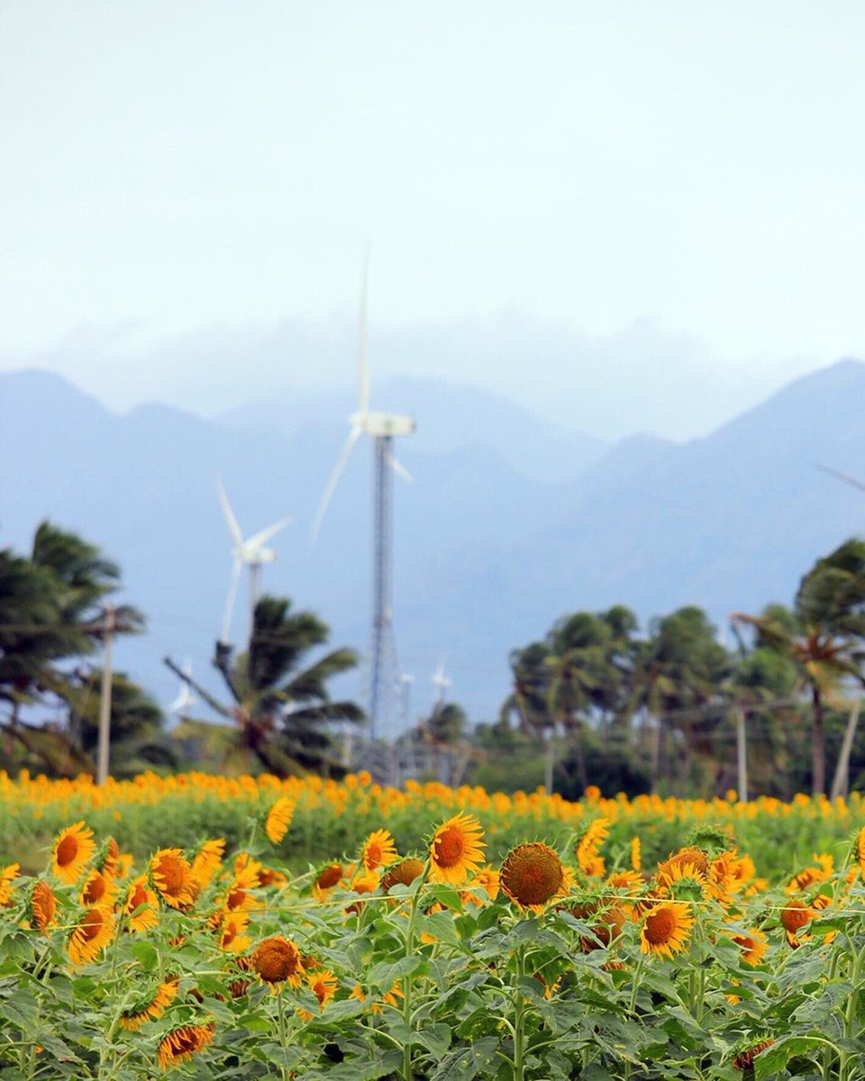 wilburworldwide's tweet image. Always looking towards the sun! 🌻☀️#NativePlace #TamilNadu #DarkDuskyDravidian