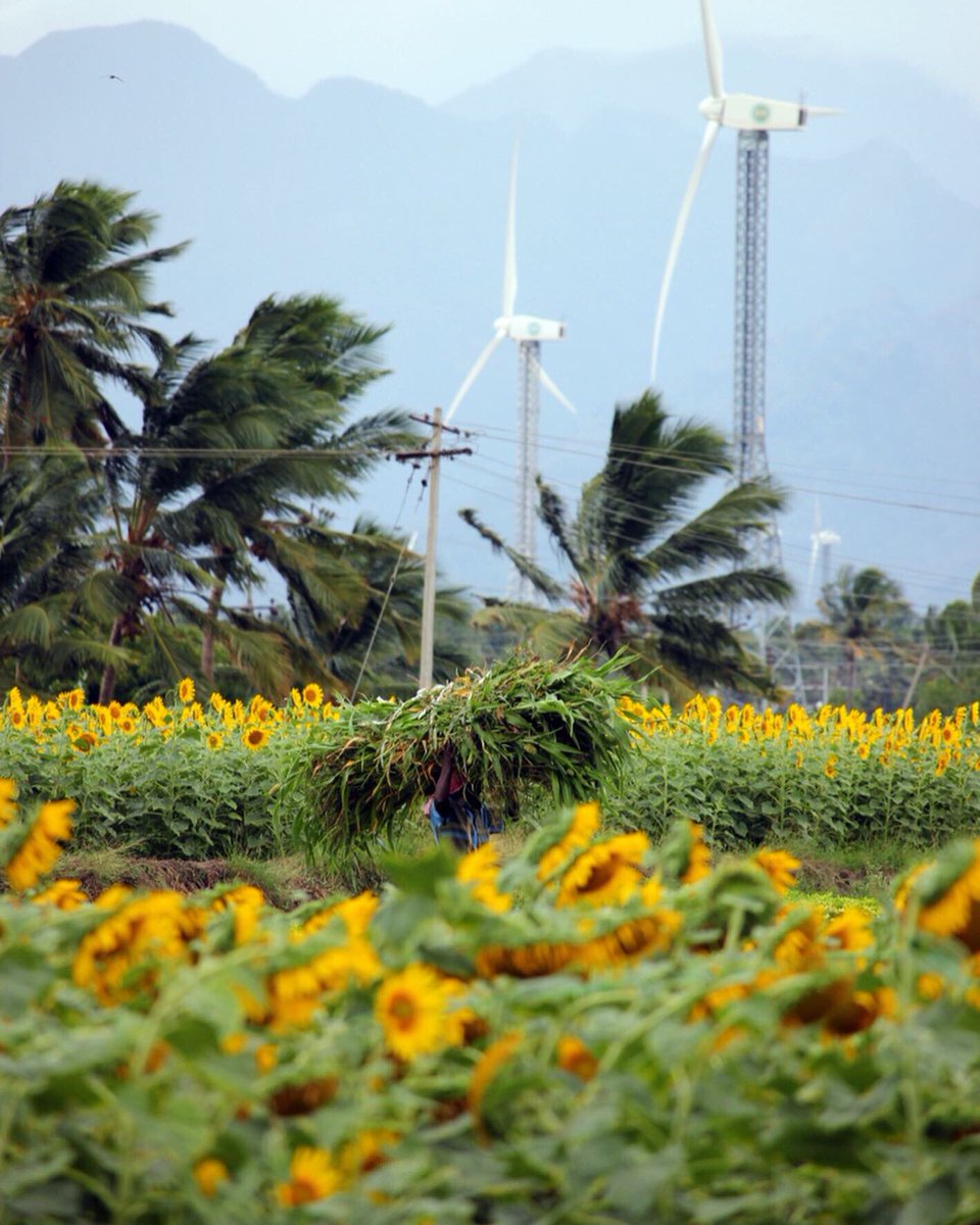 wilburworldwide's tweet image. Always looking towards the sun! 🌻☀️#NativePlace #TamilNadu #DarkDuskyDravidian