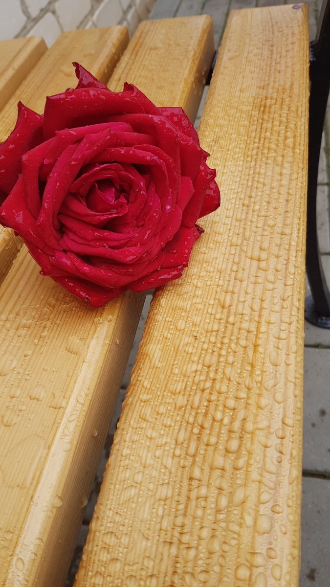 Elena On Twitter Good Night And Good Morning Roses Break