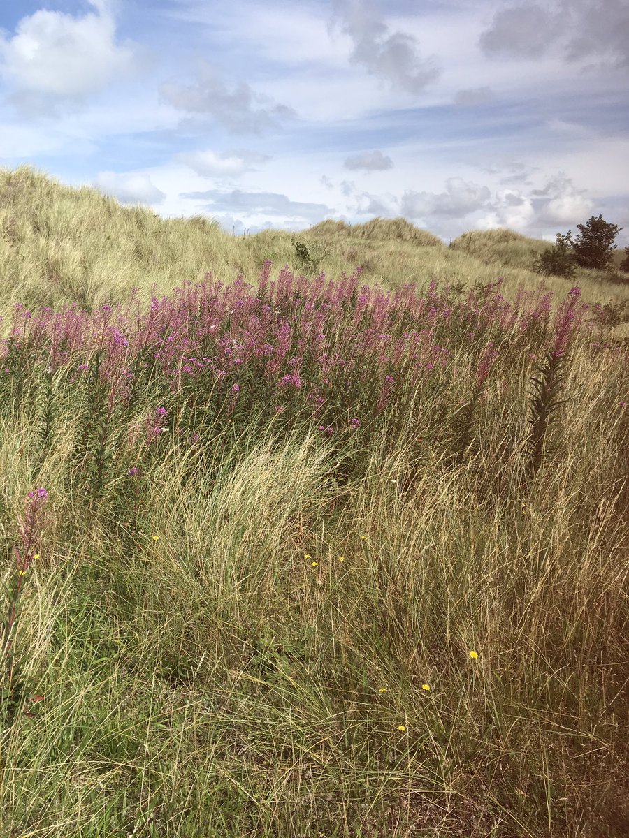 #heaven is a place on #earth and it’s called #northwales #flintshire #talacre @FCCcountryside @northwaleslive @NorthWalesTweet @FlintshireSkies @VisitTalacre @BBCWales