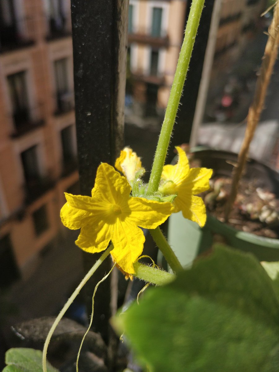 I am in love with that beauty of a #sunflower...and the other blossoms are cute as well, but nothing compared to the sunflower 🌻😊🌻
#greenmadrid #greenbalcony #ilovesunflowers #blossoms #urbangarden  #urbangardening #urbangreen #holybasil #cucumber #gardenflowers #iloveplants