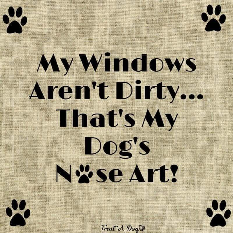 😀 Love those car rides!! #DogLife #MondayMood #animalhealth #dogsarejoy