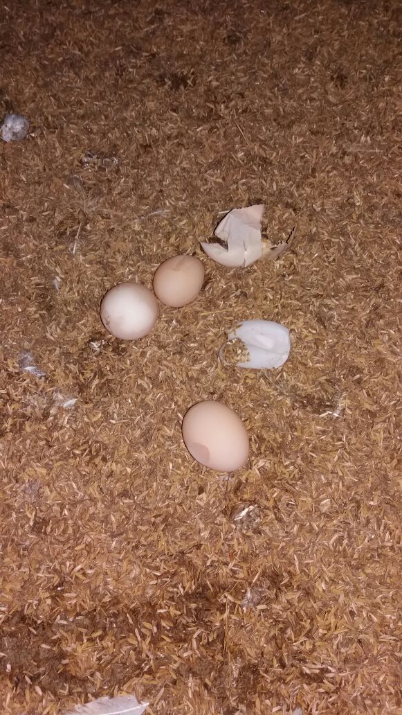 infoternak's tweet photo. Turun produksi bukan hanya karena ayam tidak bertelur. Coba dicek malam hari. Kalau banyak telur yg dilantai saat ayam tidur dn telur nya seperti telur penyu. Artinya ayam stress. Bisa stress lingkungan ataupun stress sistem reproduksinya..
#AyamBreeder https://t.co/NKaYcSJQYJ