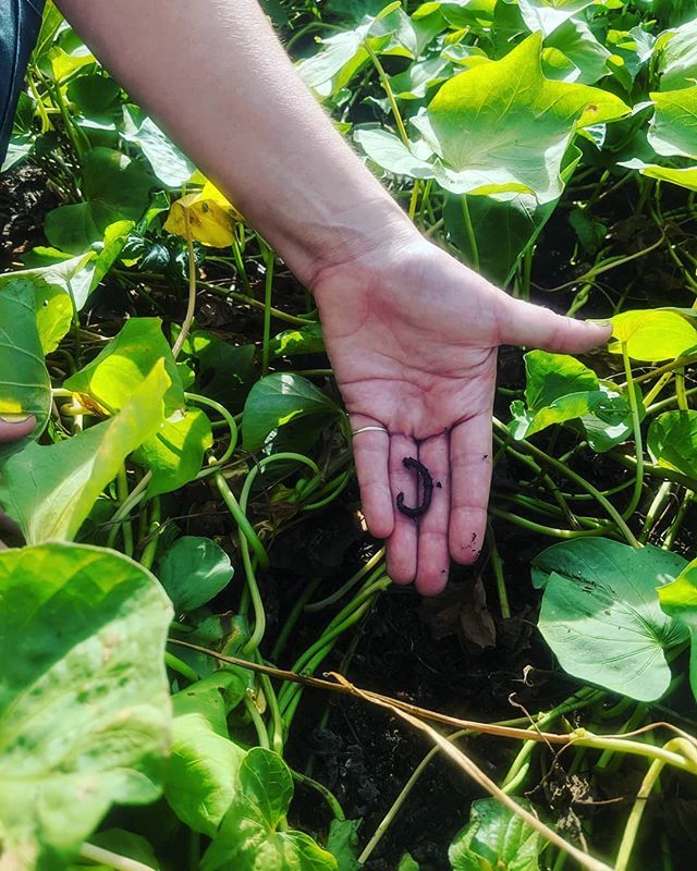 gofm_s's tweet photo. We ♥️ earthworms at YGP. They help us grow delicious food &amp; flowers &amp; they're the perfect gateway critter. What's YOUR favorite bug? #younggardenersprogram #galvestonsownfarmersmarket #dirtyhandshealthykids #eatvegetableseveryday https://t.co/xoXw1XGwC5 https://t.co/yGo3AlQ509