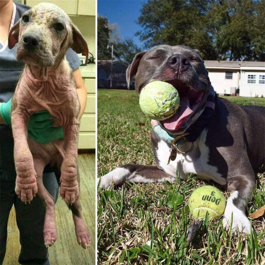 gabtechera17's tweet photo. perritos antes y después de ser adoptados https://t.co/Uws3NJIfW2
