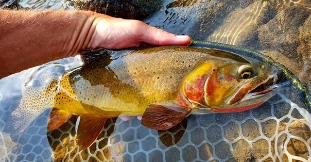 InvrnsOtfttrs's tweet photo. I could use some of this right about now. How about y'all? #fishdrycreek (via Instagram https://t.co/2tzq6NhJWL) https://t.co/7zJVQ5MZht