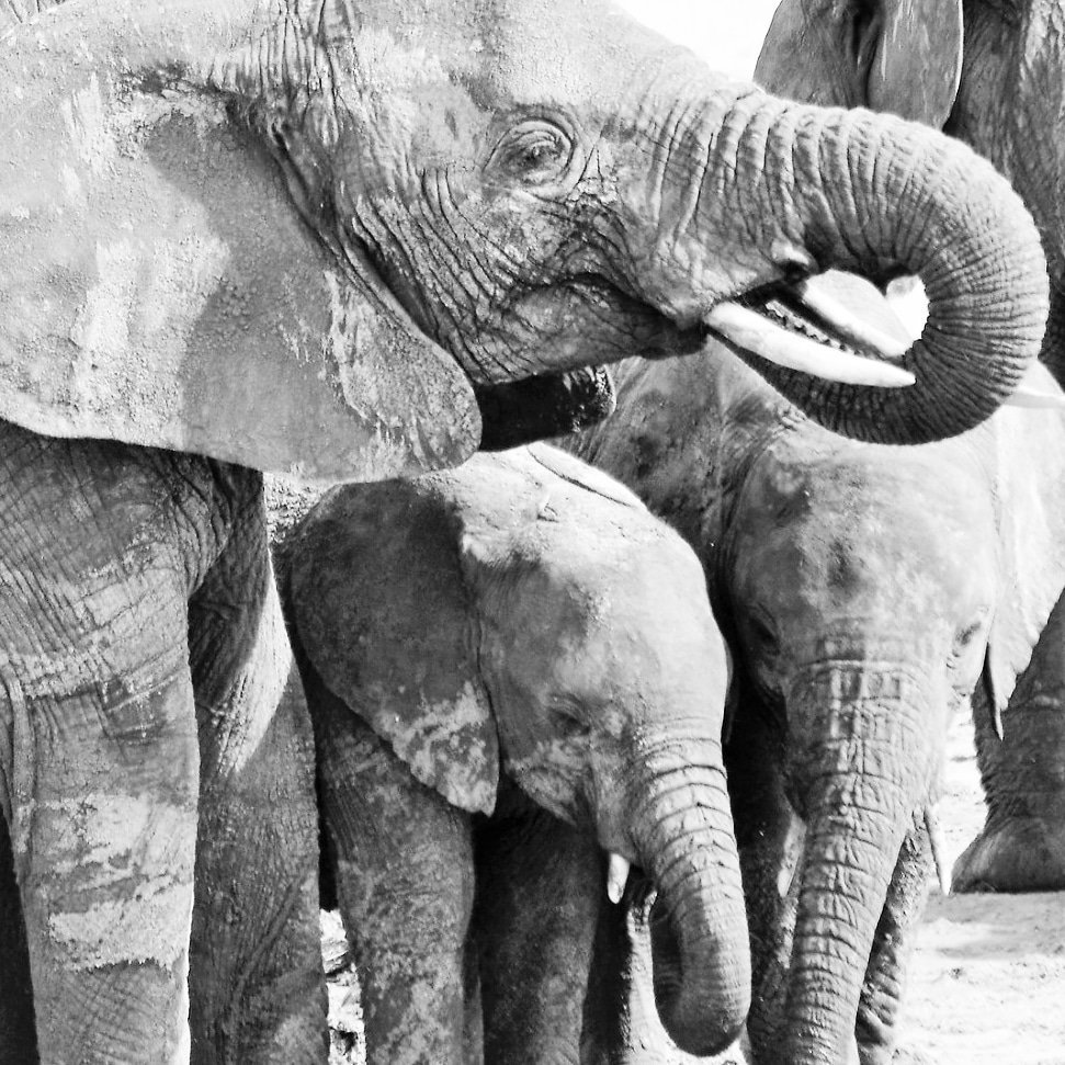 NicoleReigelman's tweet photo. World Elephant Day. #Elephants #TarangireNationalPark #Tanzania #Africa #ExploreMore #Safari #ExploreAfrica #Adventure #Wildlife #LiveLifeWell #FriendlyPlanet @FriendlyPlanet #Travel December 2017 https://t.co/EVp2OqrTlj